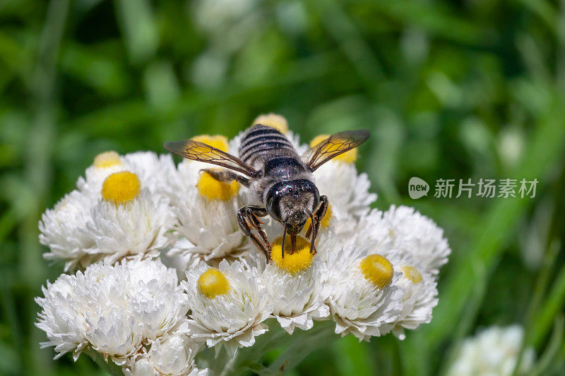 扁尾切叶蜂(Megachile Mendica)，切叶蜂。